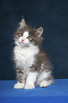 katzenfotos maine_coon
