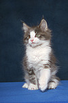 katzenfotos maine_coon