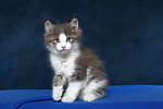 katzenfotos maine_coon
