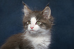 katzenfotos maine_coon