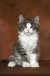 katzenfotos maine_coon