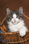 katzenfotos maine_coon