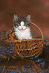 katzenfotos maine_coon
