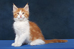 katzenfotos maine_coon