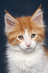 katzenfotos maine_coon