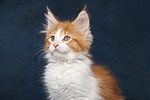 katzenfotos maine_coon