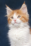 katzenfotos maine_coon
