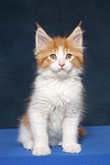 katzenfotos maine_coon
