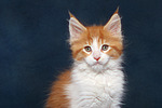 katzenfotos maine_coon