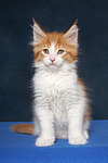 katzenfotos maine_coon