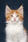 katzenfotos maine_coon
