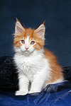 katzenfotos maine_coon