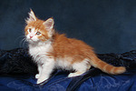 katzenfotos maine_coon
