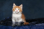 katzenfotos maine_coon