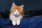 katzenfotos maine_coon