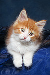 katzenfotos maine_coon