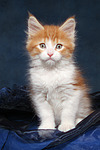 katzenfotos maine_coon