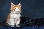 katzenfotos maine_coon