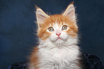 katzenfotos maine_coon
