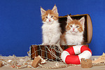 katzenfotos maine_coon