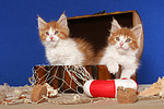 katzenfotos maine_coon