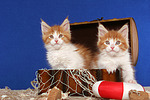 katzenfotos maine_coon