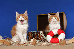 katzenfotos maine_coon