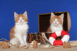 katzenfotos maine_coon