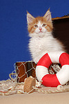 katzenfotos maine_coon