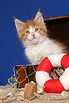 katzenfotos maine_coon