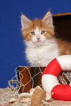 katzenfotos maine_coon