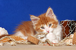 katzenfotos maine_coon