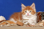 katzenfotos maine_coon