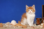 katzenfotos maine_coon