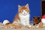 katzenfotos maine_coon