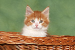 katzenfotos maine_coon