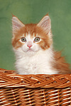 katzenfotos maine_coon