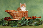 katzenfotos maine_coon