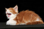 katzenfotos maine_coon