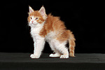 katzenfotos maine_coon