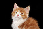 katzenfotos maine_coon