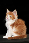 katzenfotos maine_coon