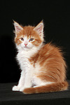 katzenfotos maine_coon