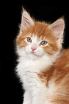 katzenfotos maine_coon