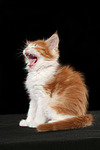 katzenfotos maine_coon