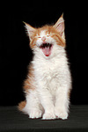 katzenfotos maine_coon