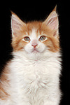 katzenfotos maine_coon