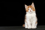 katzenfotos maine_coon