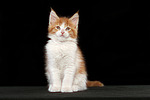 katzenfotos maine_coon