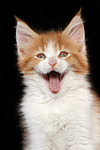 katzenfotos maine_coon